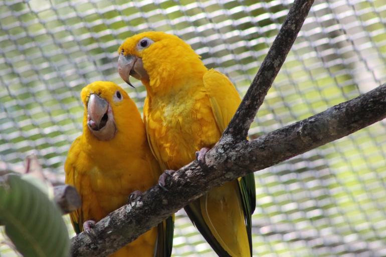 Semana das Crianças terá programação especial no Jardim Zoológico de BH duas aves de porte pequeno, na cor amarela com penas esverdeadas na cauda, sobre um tronco fino de árvore, posicionadas naturalmente lado a lado, da espécie ararajuba, que vivem no recinto de imersão das aves no Zoo BH