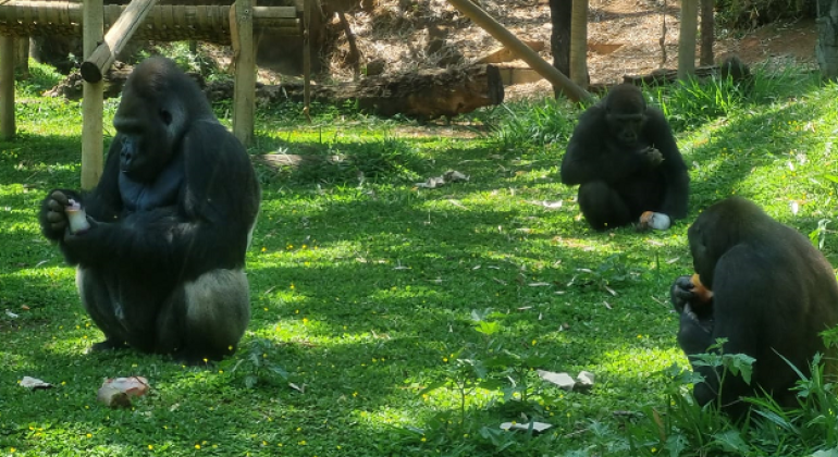 Zoológico de BH adapta alimentação e animais ganham até picolés nos dias quentes Zoológico de BH adapta alimentação e animais ganham até picolés nos dias quentes