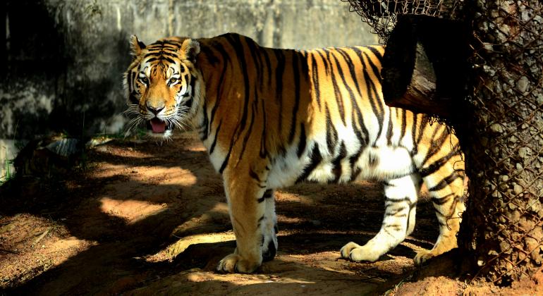 Foto da tigresa em seu espaço na Fundação Zoo-Botânica. Ela está de pé, ao lado de um tronco, olhando para a câmera.