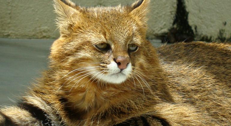 Fundação Zoo-Botânica promove atividade educativa com espécie ameaçada de extinção. Foto Suziane Fonseca O gato-palheiro, felino ameaçado de extinção