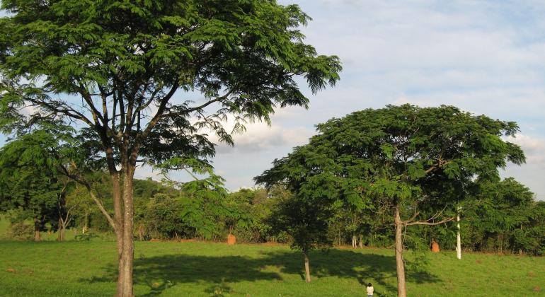 Área verde do Jardim Botânico da Fundação Zoo-Botânica de Belo Horizonte. Em destaque, duas árvores - uma, à esqueda, mais alta, e outra, à direita, com metade do tamanho da primeira. Uma pessoa sob a árvore menor. 
