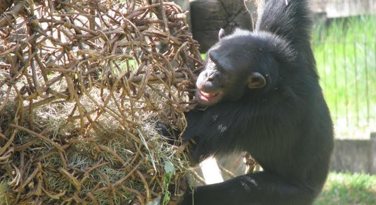Gorila brinca com artefato de palha durante o dia. Foto: Suziane Fonseca