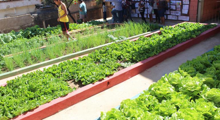 Grupo de crianças da rede pública de ensino comemora sucesso no plantio de hortas. Na foto, 5 canteiros com alface, cebolinha e outras hortaliças.