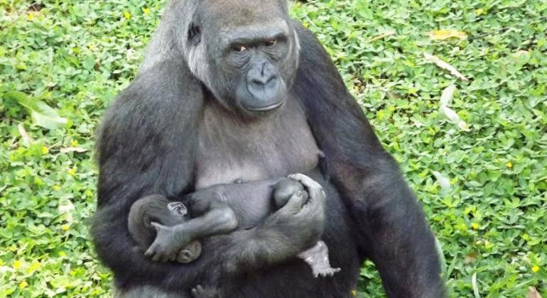 Mãe gorila segura filhore recém-nascido durante o dia.