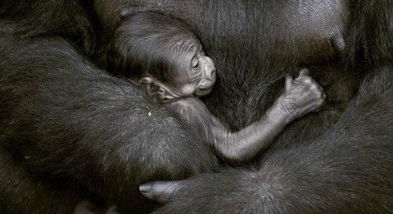 Gorila recém-nascido no colo da mãe