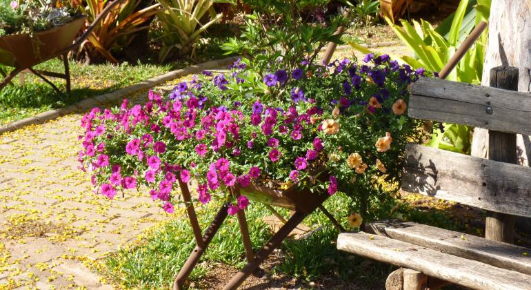 BH em Pauta: Decoração Reciclada - Foto: Edanise Reis/PBH Carrinho de mão se transforma em vaso de flores
