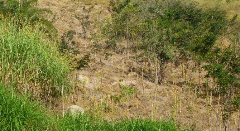 Área reflorestada na Regional Pampulha