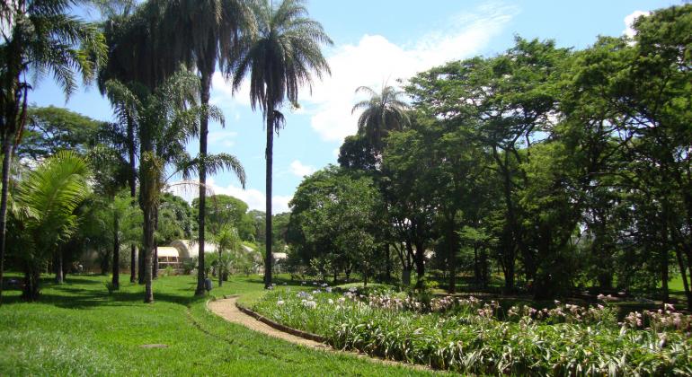 Um grande jardim cheio de árvores e palmeiras.