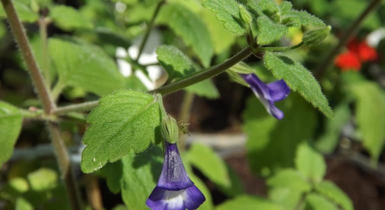 Detalhe de planta com flor Stemodia cipoensis, com flor branca e roxa e endêmica da Serra do Cipó