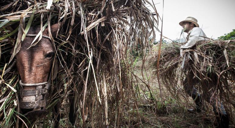 Foto de trabalhador do campo colocando folhas em cima de um burro ou mula. Foto: Bruno Figueiredo