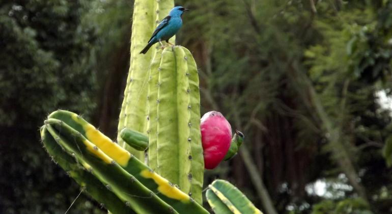 Mandacaru em flor. Dois pássaros, um azul e um verde, estão pousados na planta.