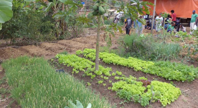 BH em Pauta: Quintal comunitário beneficia belo-horizontinos - Foto: Álvaro Pio/PBH Canteiros de horta com cebolinha, alface e couve