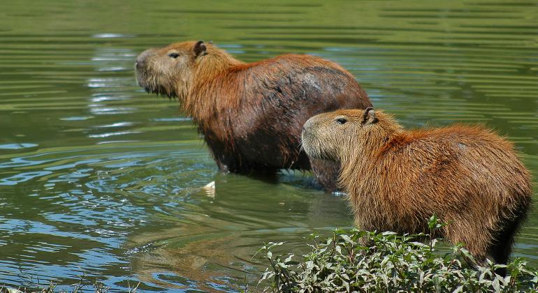 Duas capivaras na Lagoa da Pampulha durante o dia.