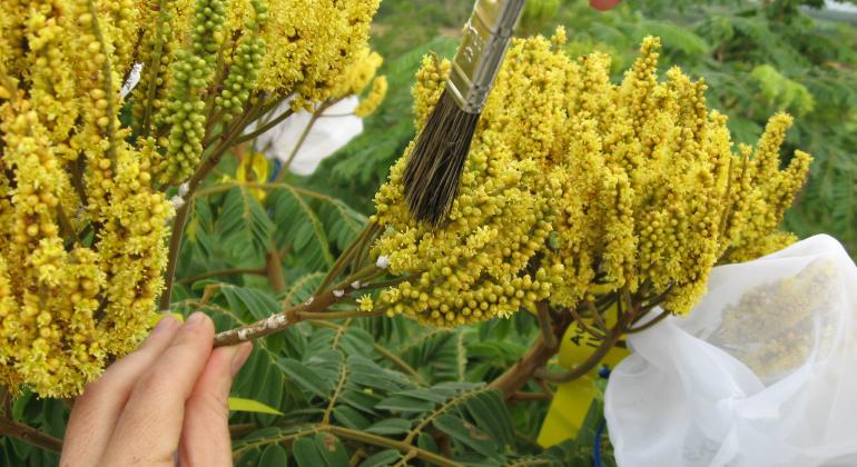 Fundação Zoo-Botânica de BH e parceiros garantem a conservação de espécie botânica mineira ameaçada de extinção. Foto: Divulgação FZB/PBH Faveiro-de-wilson tem flores amarelas e pequenas; de um lado a mão esquerda segura a planta. de outro, um pincel é passado em suas flores.