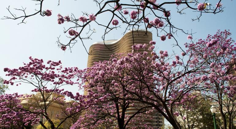 Ipês floridos na Praça da Liberdade, ao fundo, prédio projetado por Niemeyer