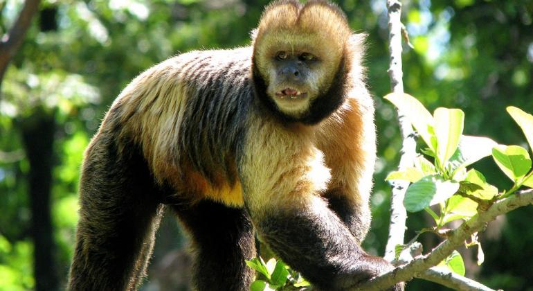 Macaco da Fundação Zoo-Botânica de BH em meio a galhos de árvore e muito verde durante o dia. 