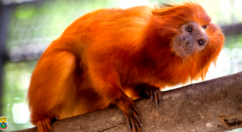 Ação educativa sobre mico fecha programação de férias da Fundação Zoo-Botânica de BH; gorilas e borboletas também são temas das atividades. Foto: Hernandes Tinoco Mico-leão dourado.