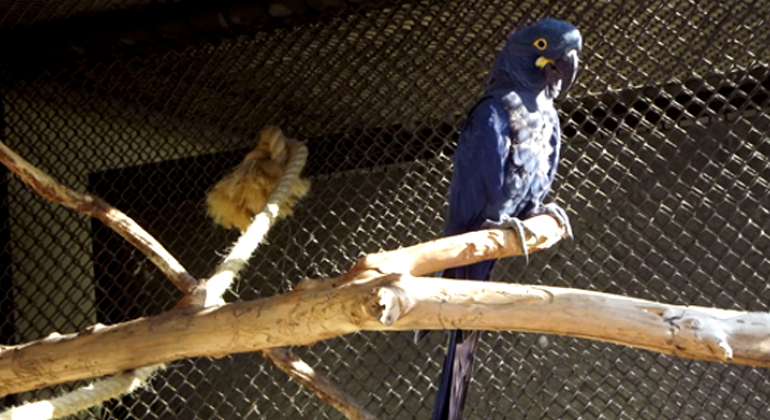 Zoológico de Belo Horizonte recebe espécie ameaçada para participar de projeto de conservação. Foto: Tatiane Morandi Arara-azul-de-lear em cima de galho no Zoológico da Fundação Zoo-Botânica de BH