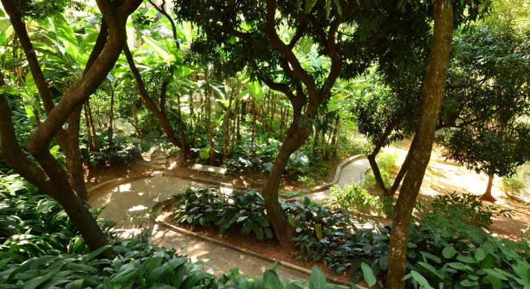Infraestrutura e clima familiar e encanto dos arredores são marcas do Parque Mosteiro Tom Jobim, no bairro Luxemburgo. Foto: Arquivo FPM/PBH Muitas árvores verdes e plantas em caminho sinuoso de parque.
