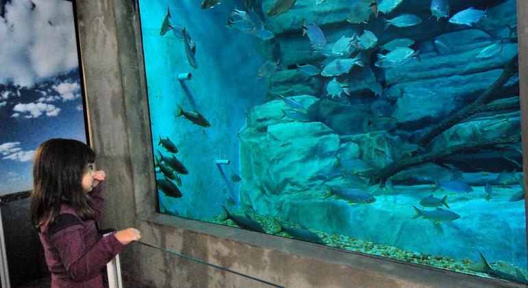 Menina olha peixes no Aquário do do Rio São Francisco, da Fundação Zoo-Botânica de Belo Horizonte.