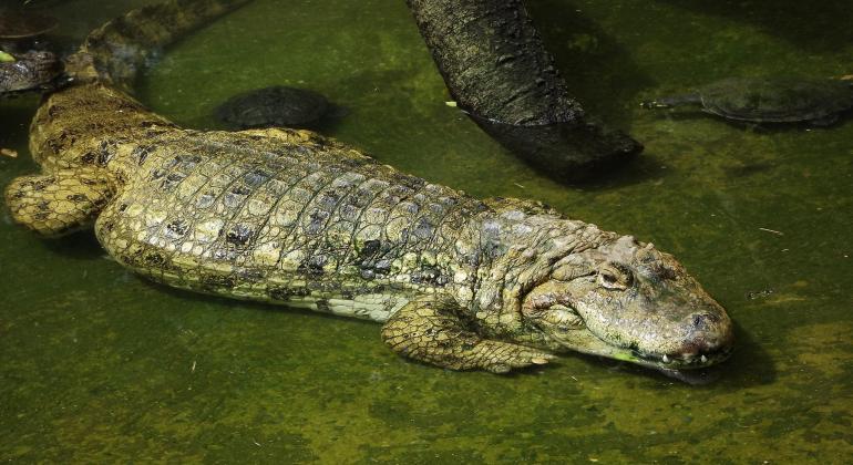 Com 21 recintos, espaço na Fundação Zoo-Botânica abriga 258 animais de 26 espécies, como serpentes e lagartos. Foto: Suziane Fonseca/PBH Jacaré na casa dos répteis da Fundação Zoo-Botânica.