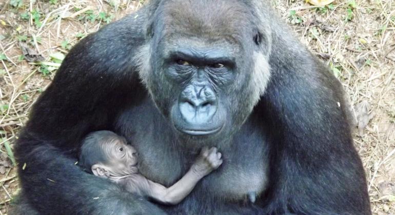 Está aberta a votação popular para a escolha do nome do gorilinha nascido no dia 8 de maio no Zoológico de Belo Horizonte. Foto: Suziane Fonseca/PBH Golrilinha recém-nascido no colo de sua mãe.