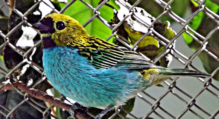 Foto: Suziane Fonseca/PBH Passarinho na da Fundação Zoo-Botânica.