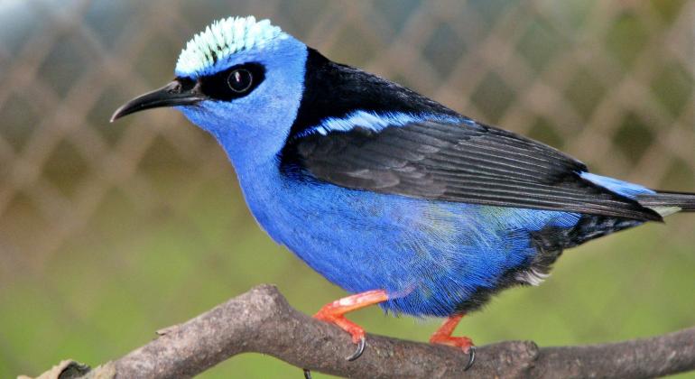Pássaro azul da Fundação Zoo-Botânica de BH pousado em galho próximo à grade.