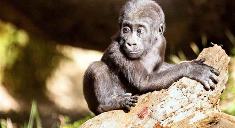 Brincadeiras, bate-papos e oficinas fazem parte da programação de 19 e 20 de agosto do Jardim Zoológico e do Parque Ecológico da Pampulha. Foto: FZB/BH Gorilinha sobre tronco de árvore na Fundação Zoo-Botânica de BH durante o dia.