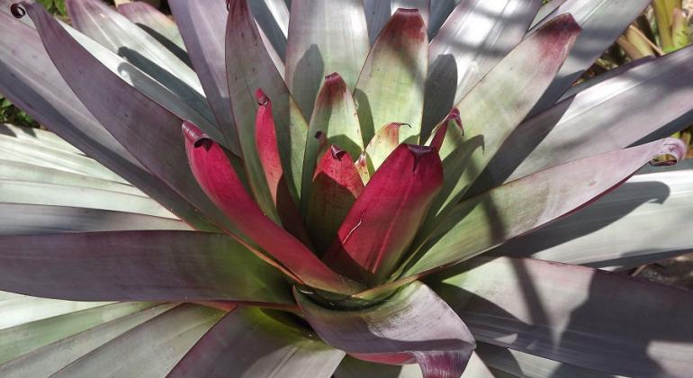 Coleção de plantas vivas do Jardim Botânico da Fundação de Parques Municipais e Zoobotânica de Belo Horizonte tem espécies raras e exóticas. Foto: Suziane Fonseca/PBH Detalhe de planta da coleção de planta viva Fundação de Parques Municipais e Zoobotânica de Belo Horizonte.