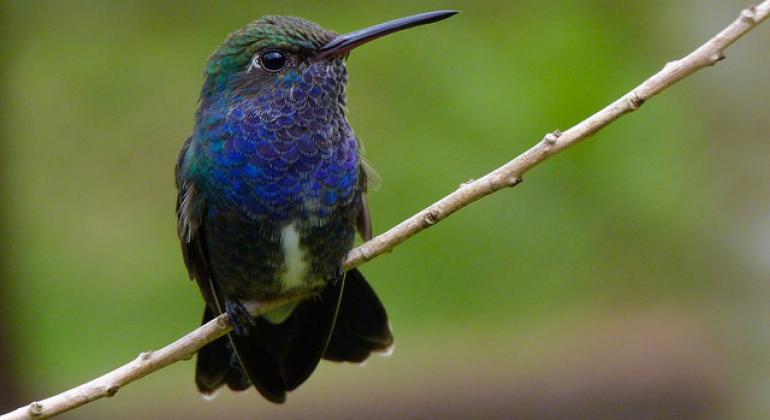 PBH está em campanha contra o tráfico de animais silvestres. Pássaro azul pousado em galho fino em local com muito verde.