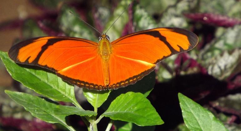 Borboleta bermelha e preta pousada em galho. 