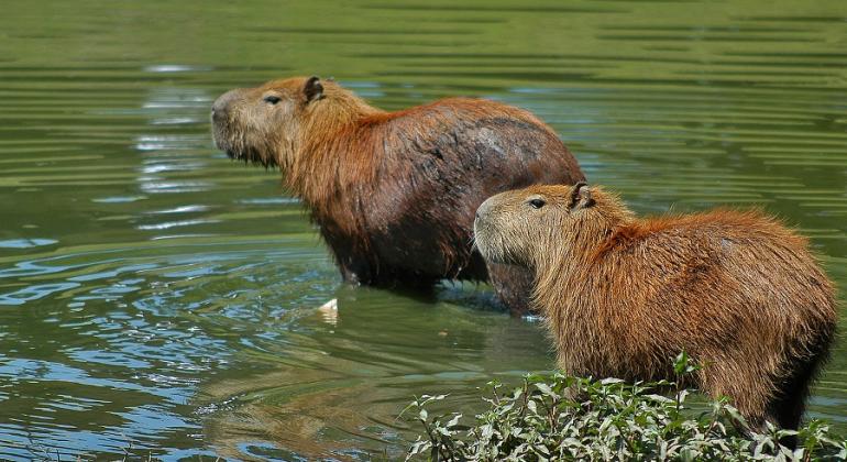 Duas capivaras na Lagoa Pampulha durante o dia.