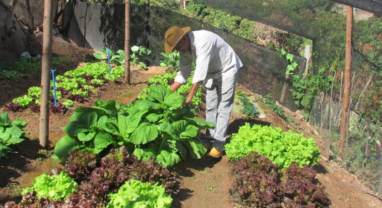 Com plantação de legumes e verduras, projeto comunitário com suporte da Prefeitura de BH faz a alegria de moradores do bairro Taquaril. Foto: Divulgação PBH Homem de chapéu manipula folhagens de horta com cuidado, durante o dia.