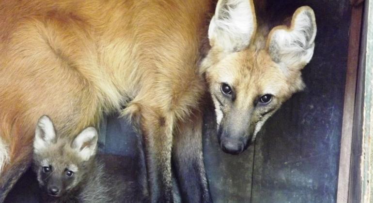 Filhote de lobo-guará nasce no Jardim Zoológico de BH. Foto: Suziane Fonseca/PBH Lobo-guará e filhote recém-nascido.