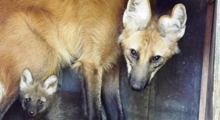 Lobo-guará e filhote recém-nascido.