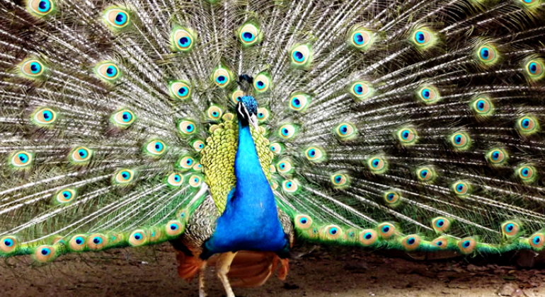 Diversidade de sons e cores na Praça das Aves. Foto: Suziane Fonseca/PBH Pavão-azul