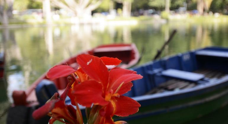 Flor vermelha em primeiro plano, barcos e lago ao fundo. 