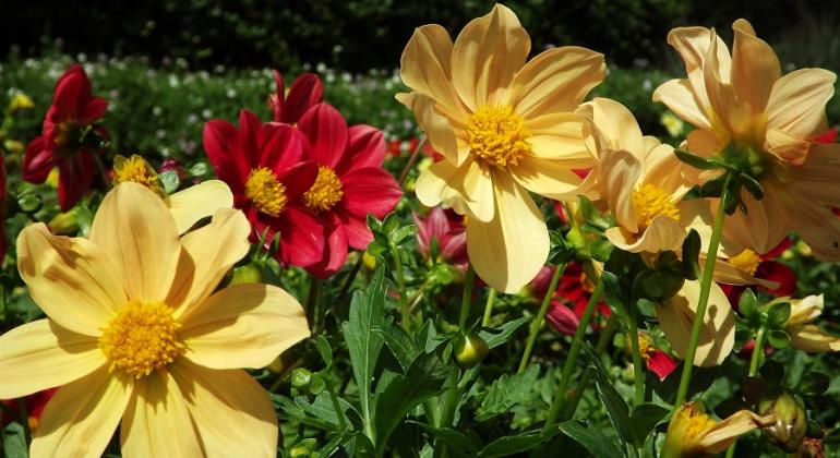 Quatro flores chamadas dálias anâs, nas cores amarela e vermelha.