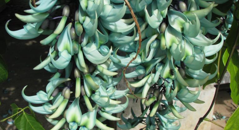 Parque Jacques Cousteau possui espécie de trepadeira ornamental que se destaca pela beleza e raridade na germinação. Foto: Suziane Fonseca/PBH Flor vermelha da trepadeira de jade, uma trepadeira ornamental.