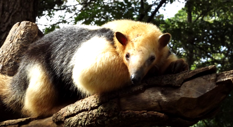 Fundação de Parques Municipais e Zoobotânica comemora Dia Mundial do Tamanduá com atividade gratuita para a população. Foto: Suziane Fonseca/PBH Foto de Tamanduá em cima da árvore.