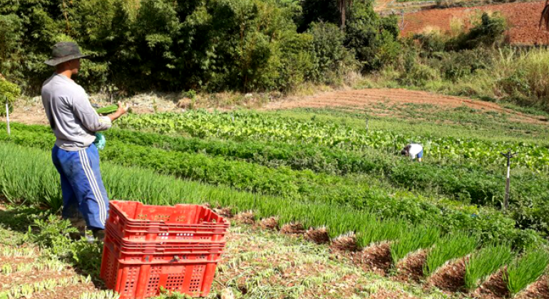 Agricultores familiares fornecem produtos para o Banco de Alimentos de Belo Horizonte. Foto: Divulgação PBH Agricultor familiar, com caixa de plástico, olha terras cultivadas.