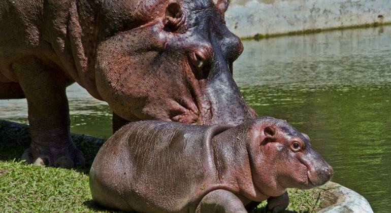 Hipopótamo adulto aproxima focinho de hipopótamo bebe próximo ao lago, durante o dia.
