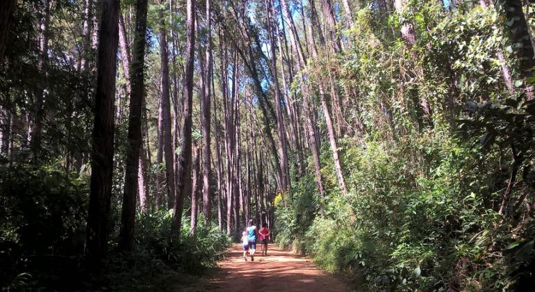 Três pessoas andam em estrada de terra cercada por árvores altíssimas e vegetação densa, durante o dia.
