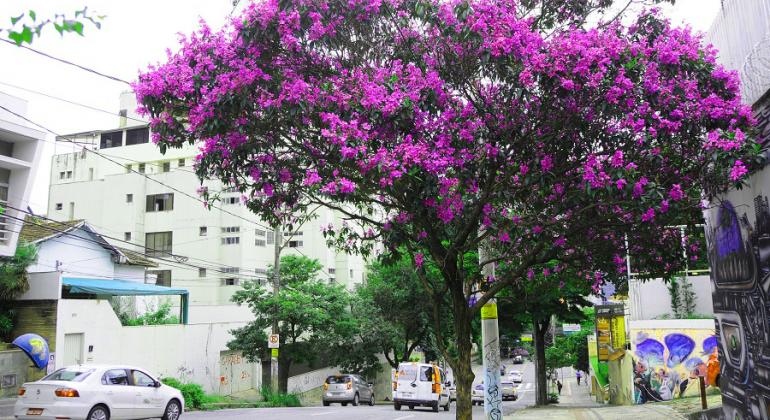 Quaresmeira frondosa, florida de roxo, em rua de bairro de BH, durante o dia.