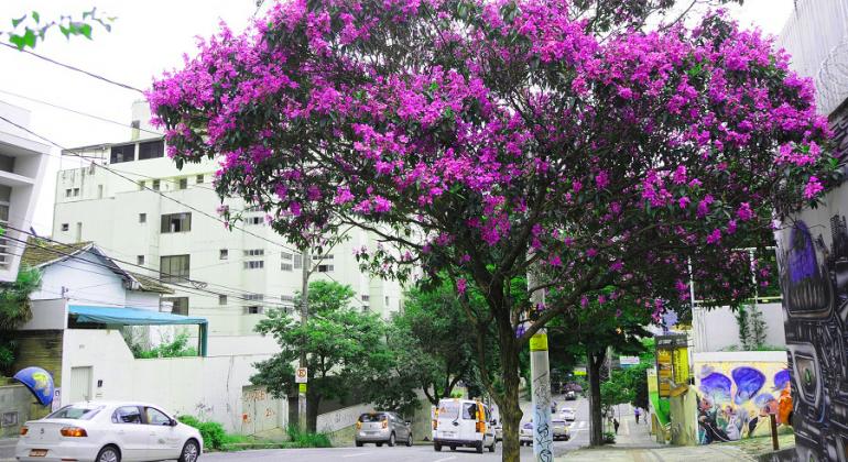 Com floração típica nesta época do ano, mais de 10 mil quaresmeiras colorem BH de roxo. Foto: Rodrigo Clemente/PBH Quaresmeira frondosa, florida de roxo, em rua de bairro de BH, durante o dia.