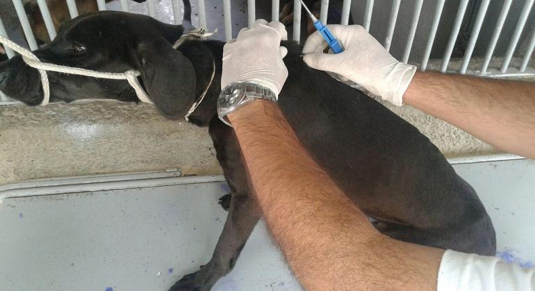 Cão amarrado tem microchip implantado no dorso. 