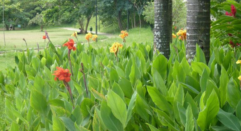 O Parque Aggeo Pio Sobrinho será reaberto à visitação pública no dia 3/5 com exigência de comprovante de imunização contra a febre amarela. Foto: Edanise Reis Flores e plantas do Parque Aggeo Pio Sobrinho