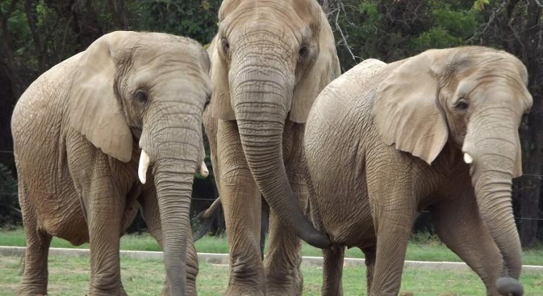 BH vai sediar Congresso da Sociedade de Zoológicos e Aquáriosem 2019; evento ocorre em Brasília este ano. Foto: Suziane Fonseca/PBH Três elefantes do Zoológico de BH.