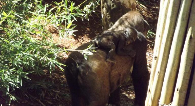 O gorila Ayo nas costas da mãe.